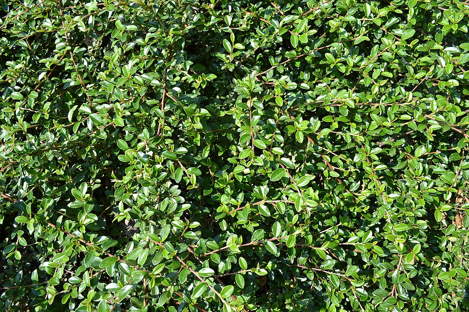 Cotoneaster horizontalis (rock cotoneaster) (alternate view 10)
