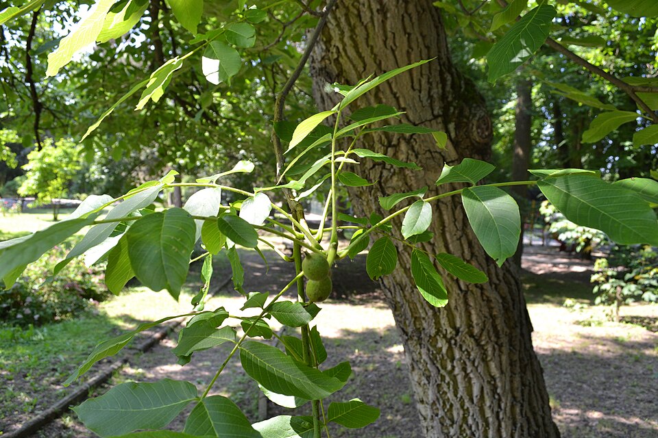Juglans regia (English walnut) (alternate view 7)