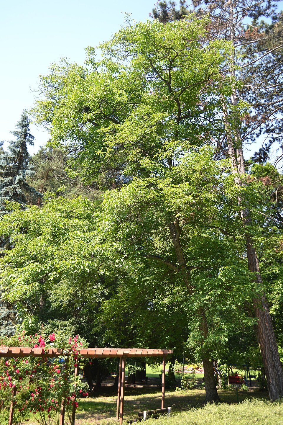 Juglans regia (English walnut) (alternate view 8)