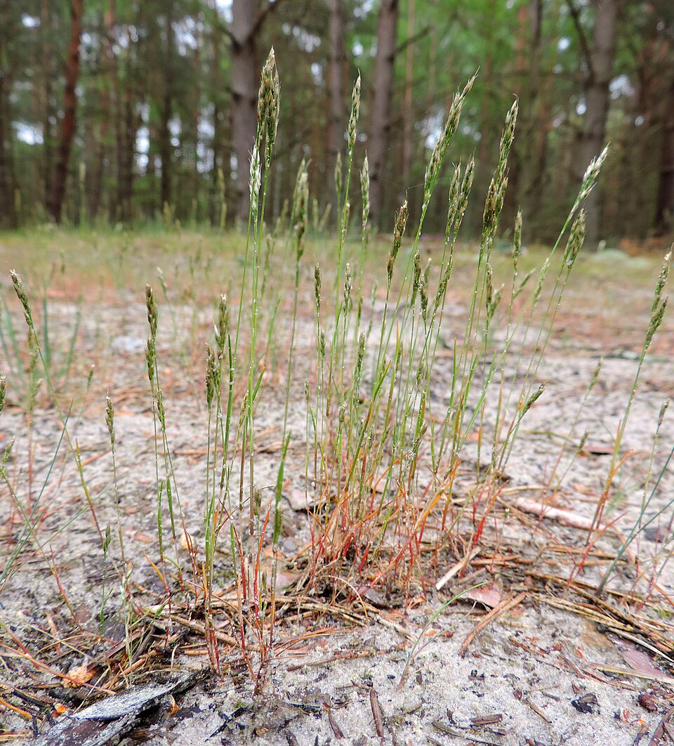 Aira praecox (early hair grass)