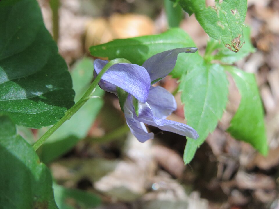 Viola reichenbachiana (Early Dog-violet)
