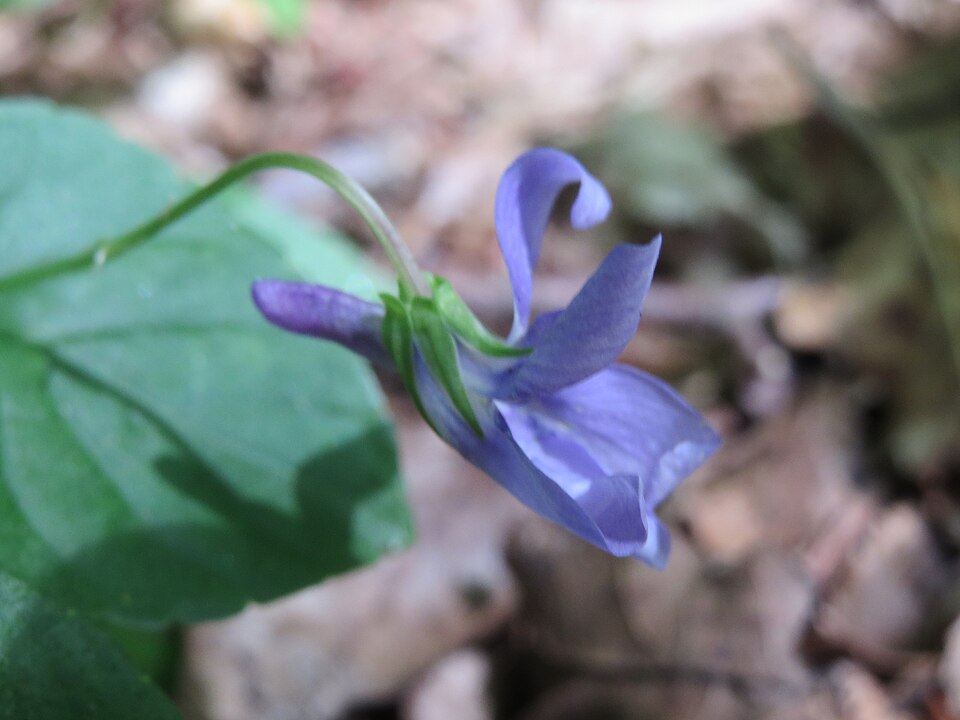 Viola reichenbachiana (Early Dog-violet)