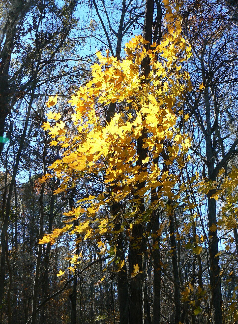 Acer floridanum (southern sugar maple) (alternate view 7)