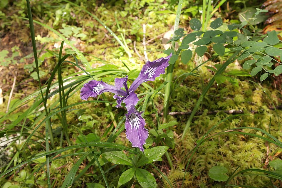 Iris tenax (Oregon Flag Iris) (alternate view 9)