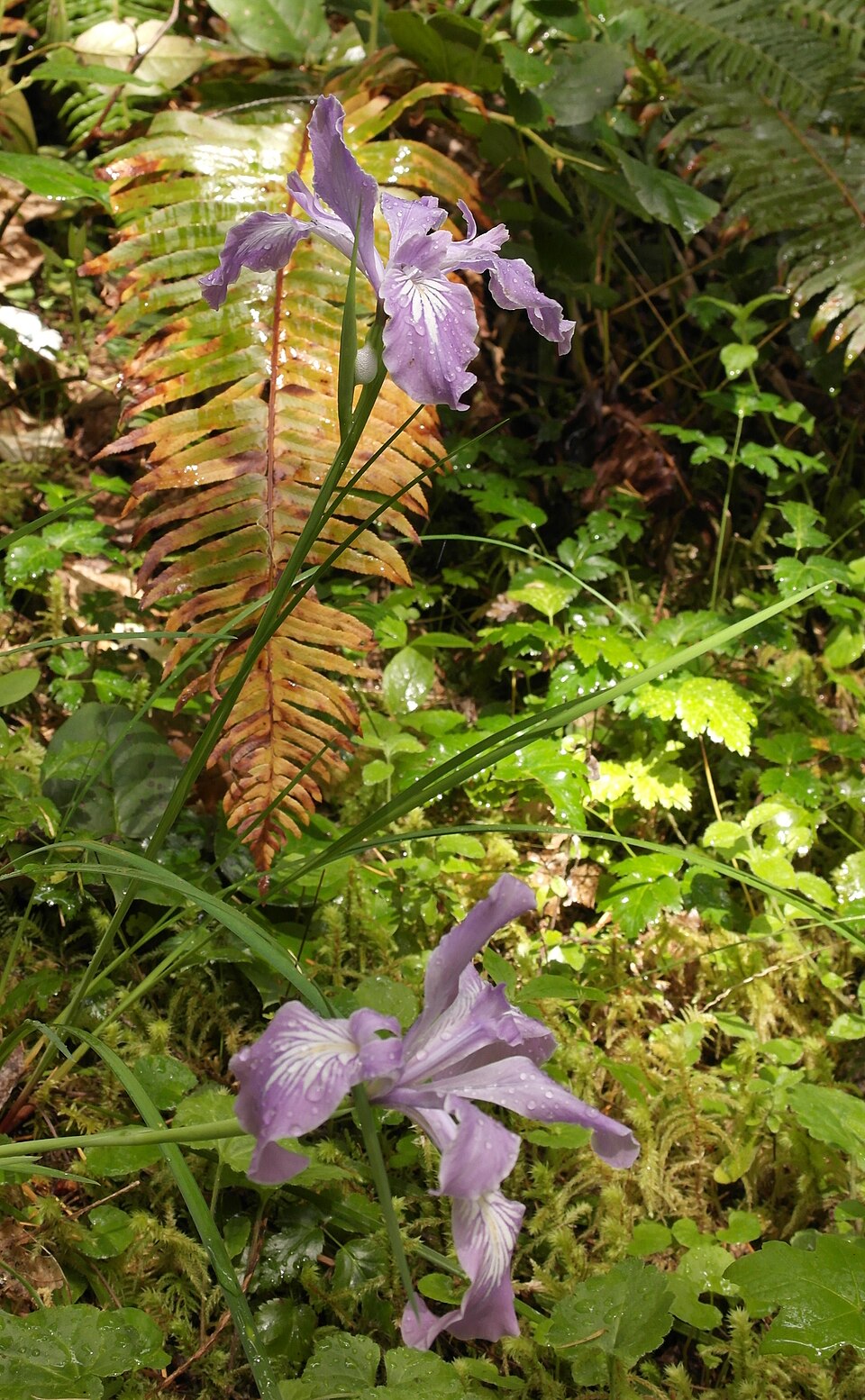 Iris tenax (Oregon Flag Iris) (alternate view 10)
