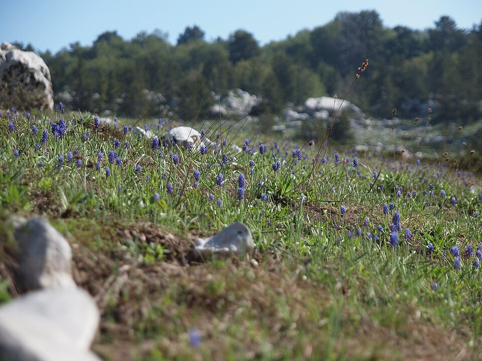 Muscari botryoides (common grape hyacinth) (alternate view 8)