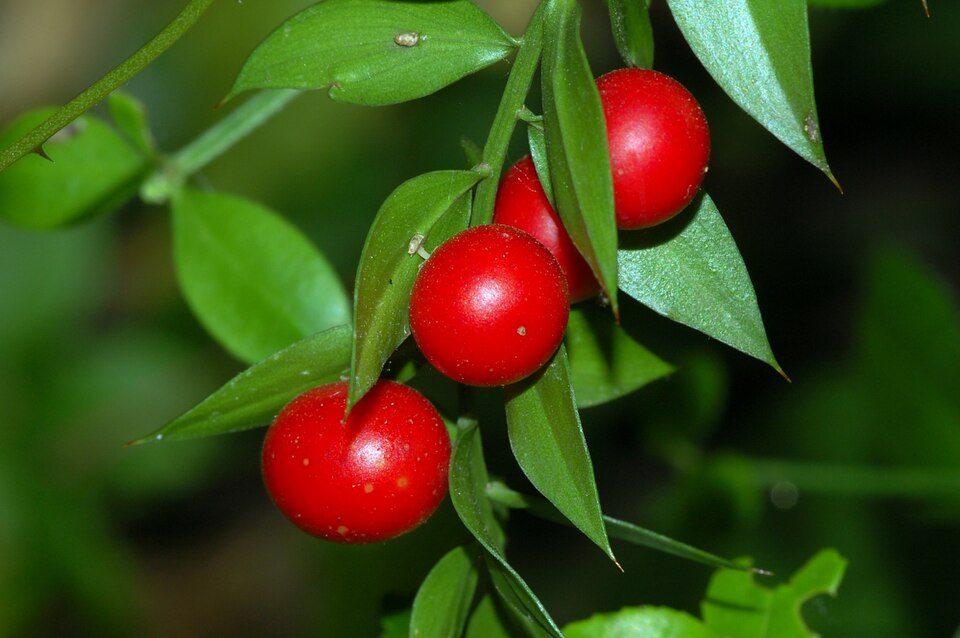 Ruscus aculeatus (butcher's-broom)