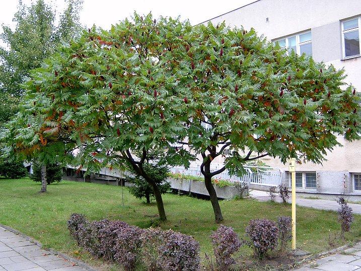 Rhus typhina (staghorn sumac) (alternate view 6)