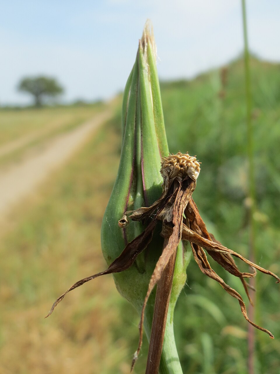 Tragopogon pratensis (meadow salsify)
