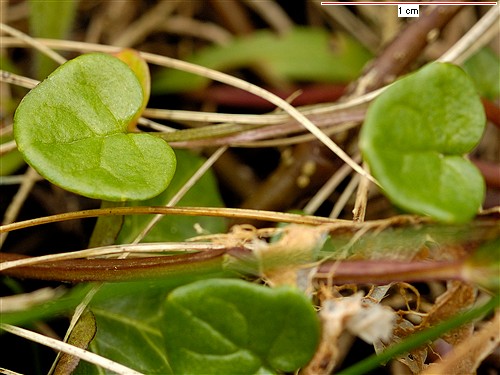 Cochlearia danica (Danish Scurvy-grass)