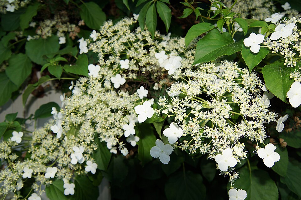 Hydrangea anomala subsp. petiolaris (Climbing Hydrangea) (alternate view 4)