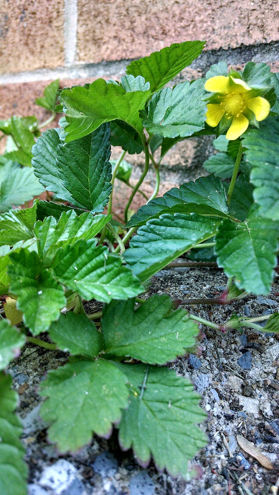 Potentilla indica (mock strawberry)
