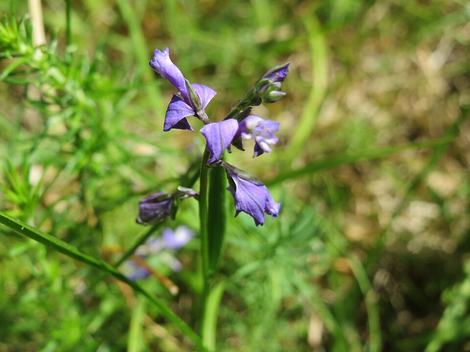 Polygala vulgaris (Common Milkwort)