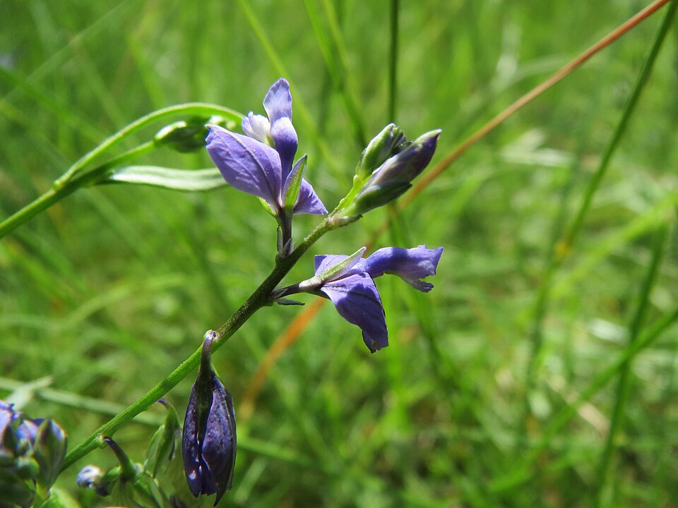 Polygala vulgaris (Common Milkwort)