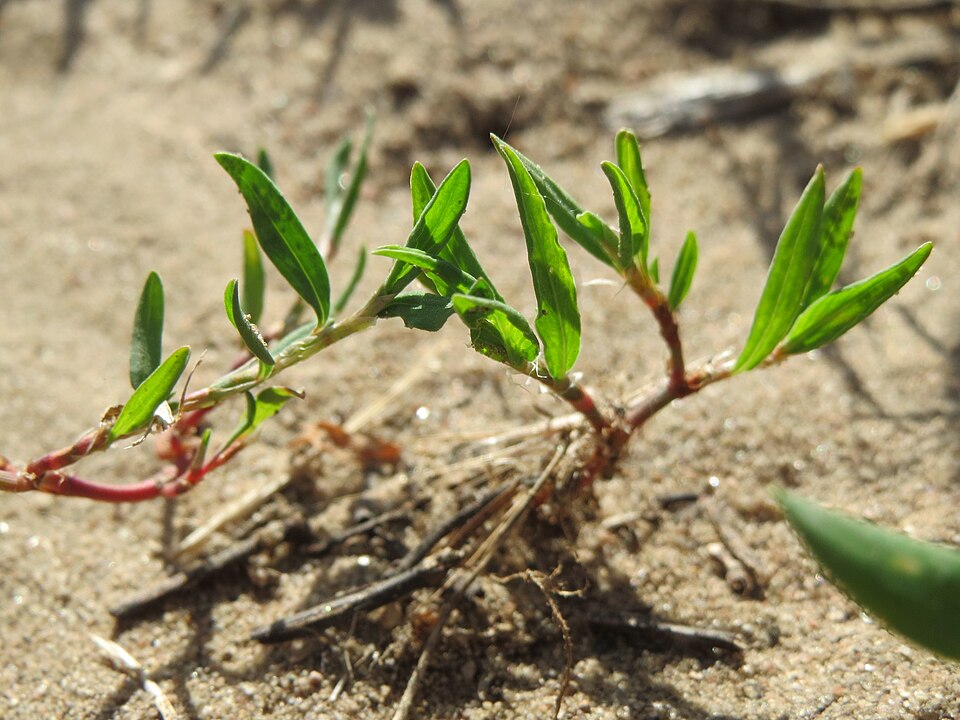 Polygonum aviculare (common knotweed) (alternate view 10)