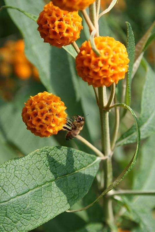 Buddleja globosa (globe butterfly bush) (alternate view 6)