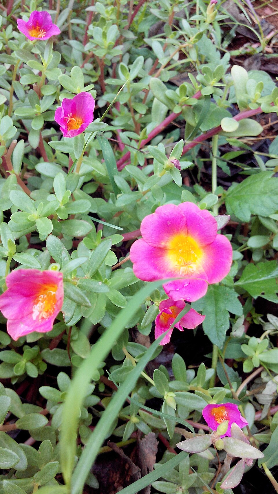 Portulaca (purslanes) (alternate view 6)