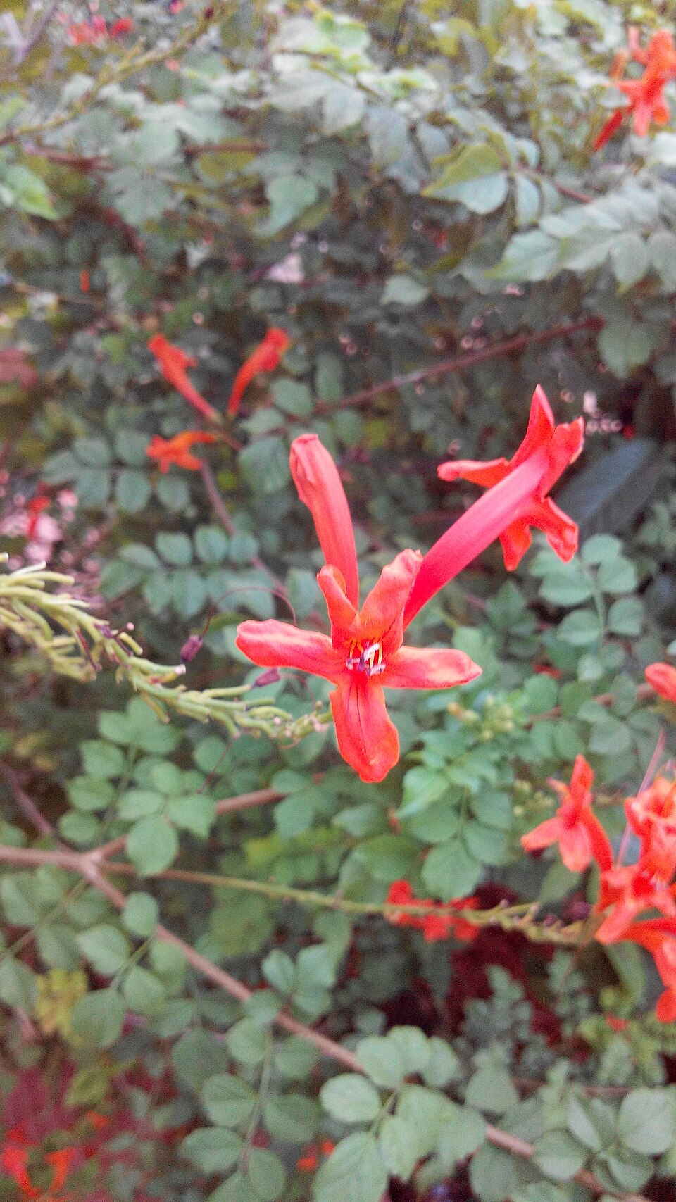Tecomaria capensis (Cape Honeysuckle) (alternate view 6)