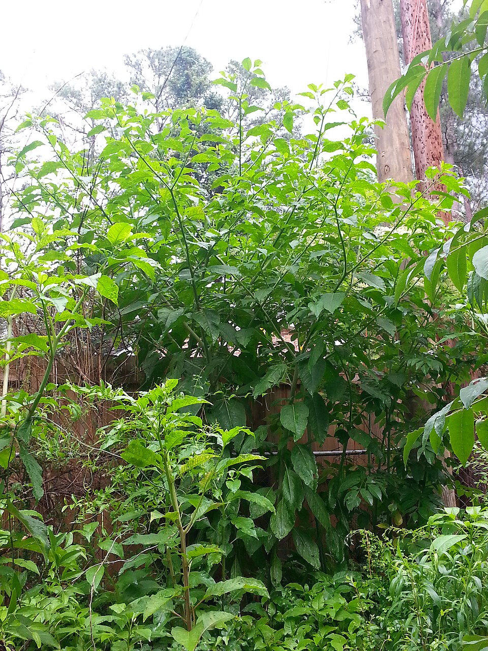 Phytolacca americana (American pokeweed)