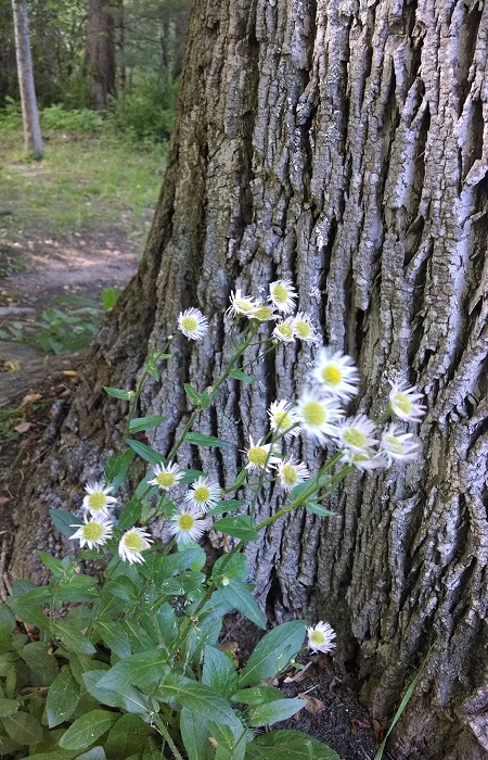 Erigeron annuus (annual fleabane)