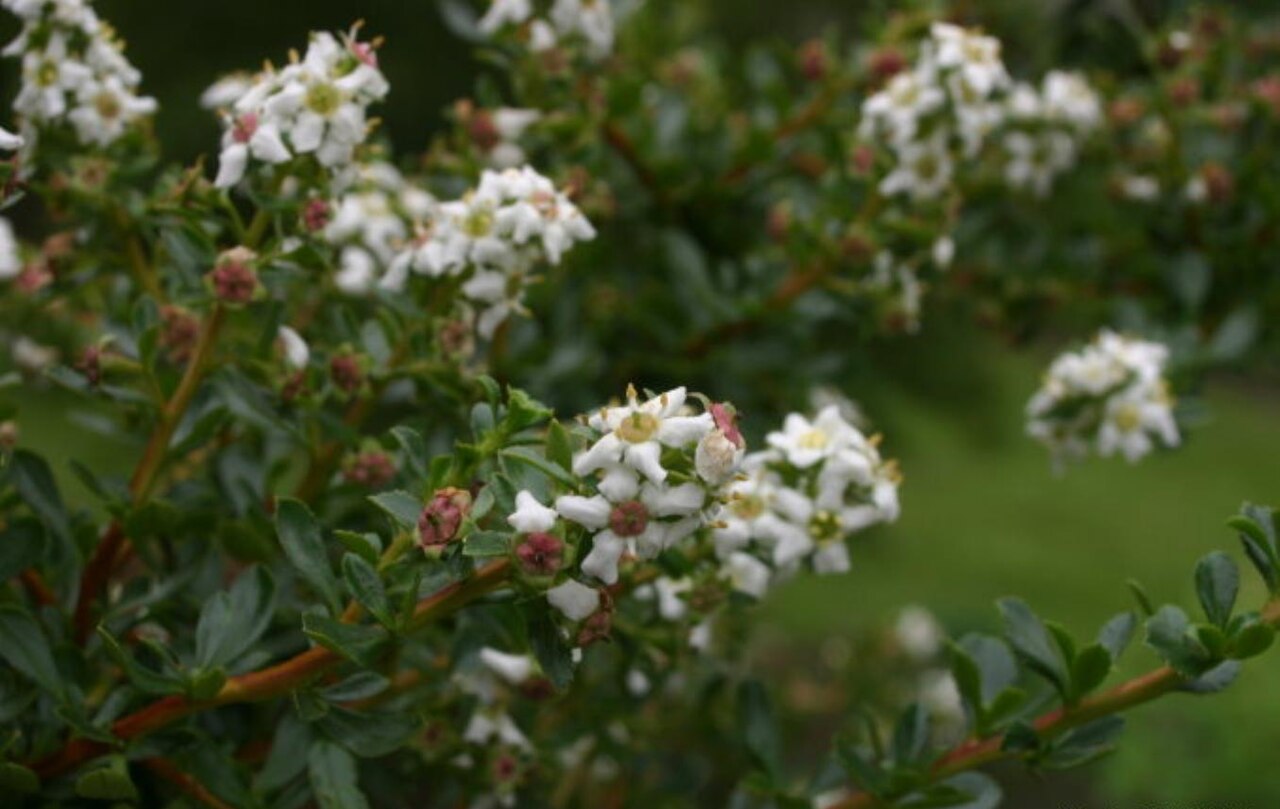 Escallonia (Escallonia)