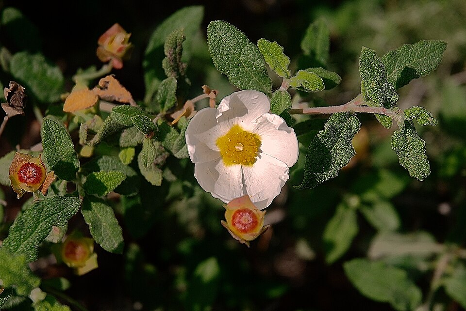 Cistus (Shrubby Rock-roses) (alternate view 4)