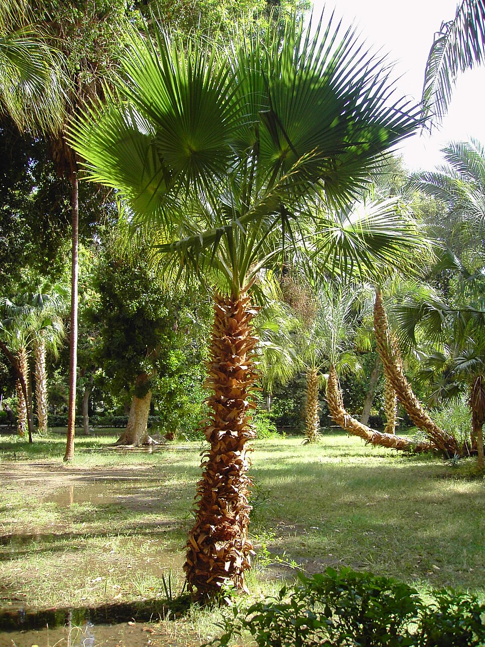 Livistona chinensis (Chinese Fan Palm) (alternate view 6)
