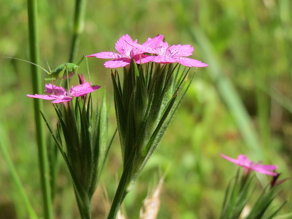 Dianthus armeria (Deptford pink)