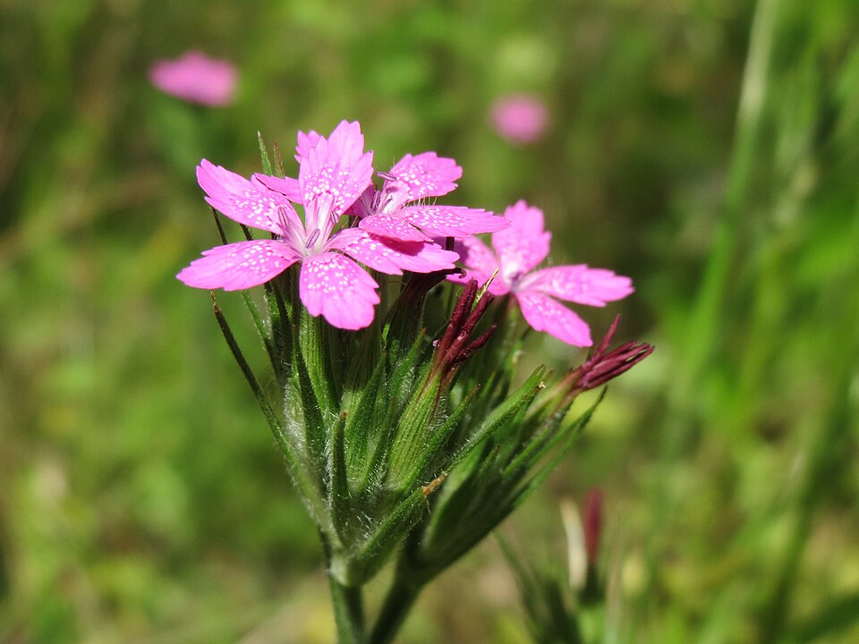 Dianthus armeria (Deptford pink)