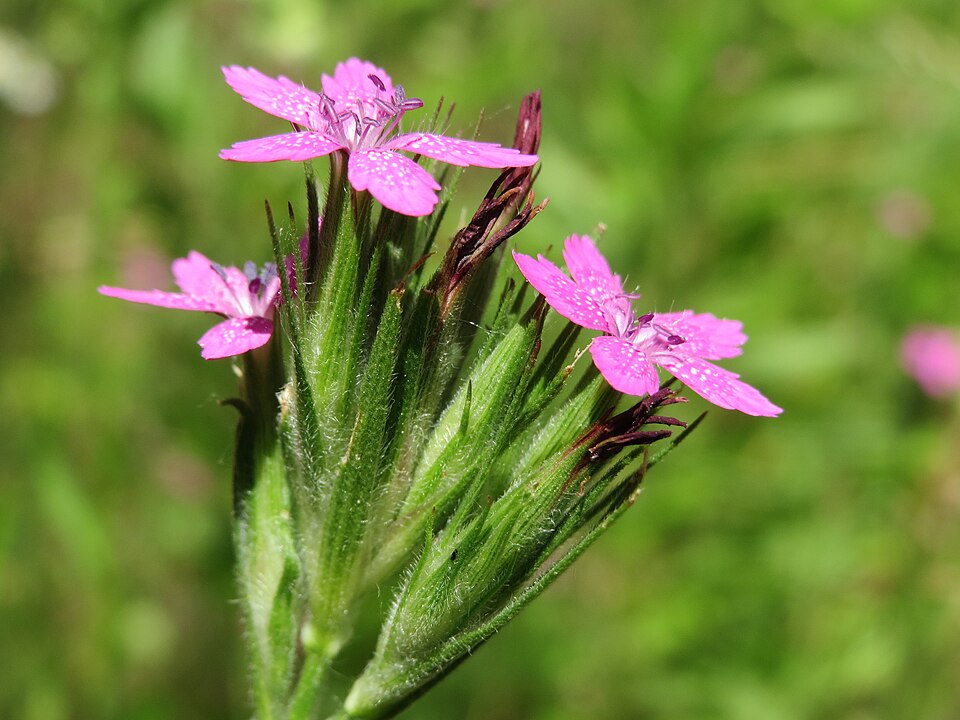 Dianthus armeria (Deptford pink)