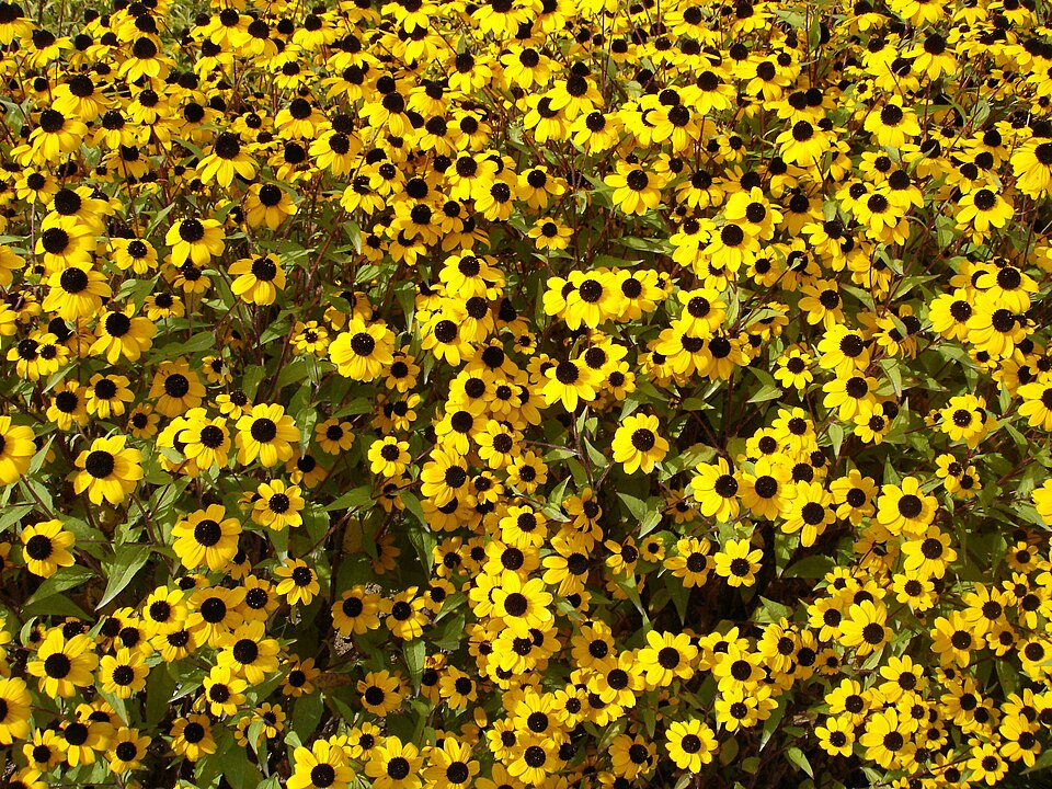 Rudbeckia triloba (Brown-Eyed Susan) (alternate view 5)