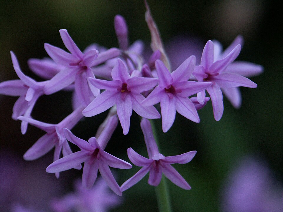 Tulbaghia violacea (society garlic) (alternate view 8)