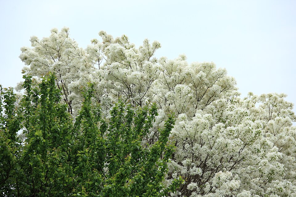 Chionanthus retusus (Chinese Fringetree) (alternate view 7)