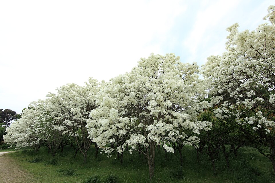 Chionanthus retusus (Chinese Fringetree) (alternate view 8)