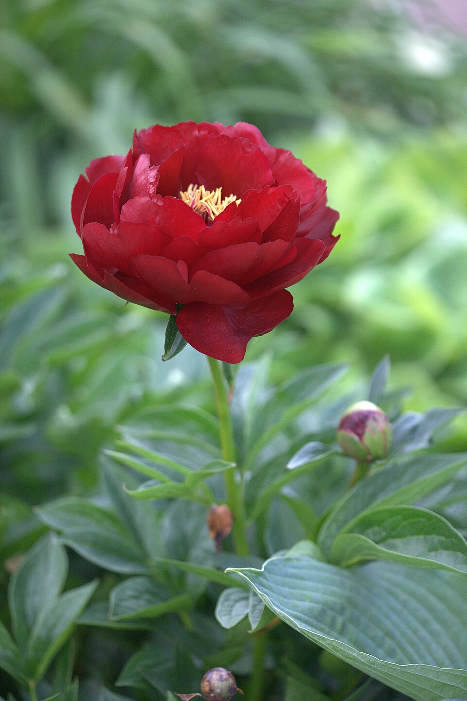 Paeonia 'Buckeye Belle'