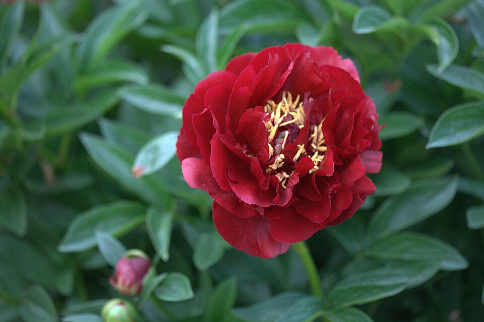 Paeonia 'Buckeye Belle' (alternate view 2)