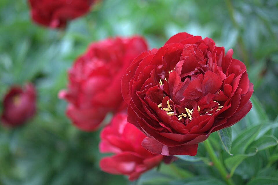 Paeonia 'Buckeye Belle' (alternate view 3)