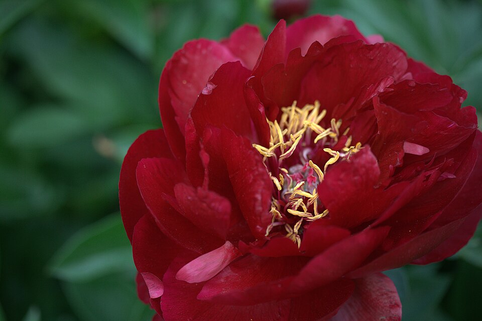 Paeonia 'Buckeye Belle' (alternate view 4)