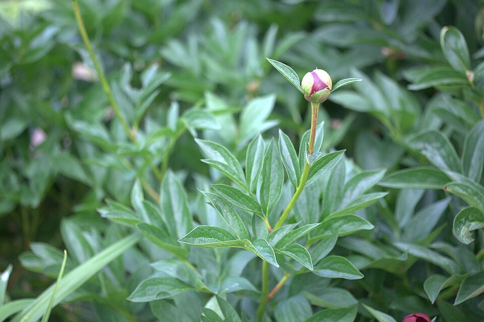 Paeonia 'Buckeye Belle' (alternate view 5)