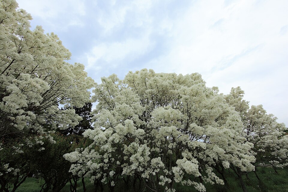 Chionanthus retusus (Chinese Fringetree) (alternate view 9)