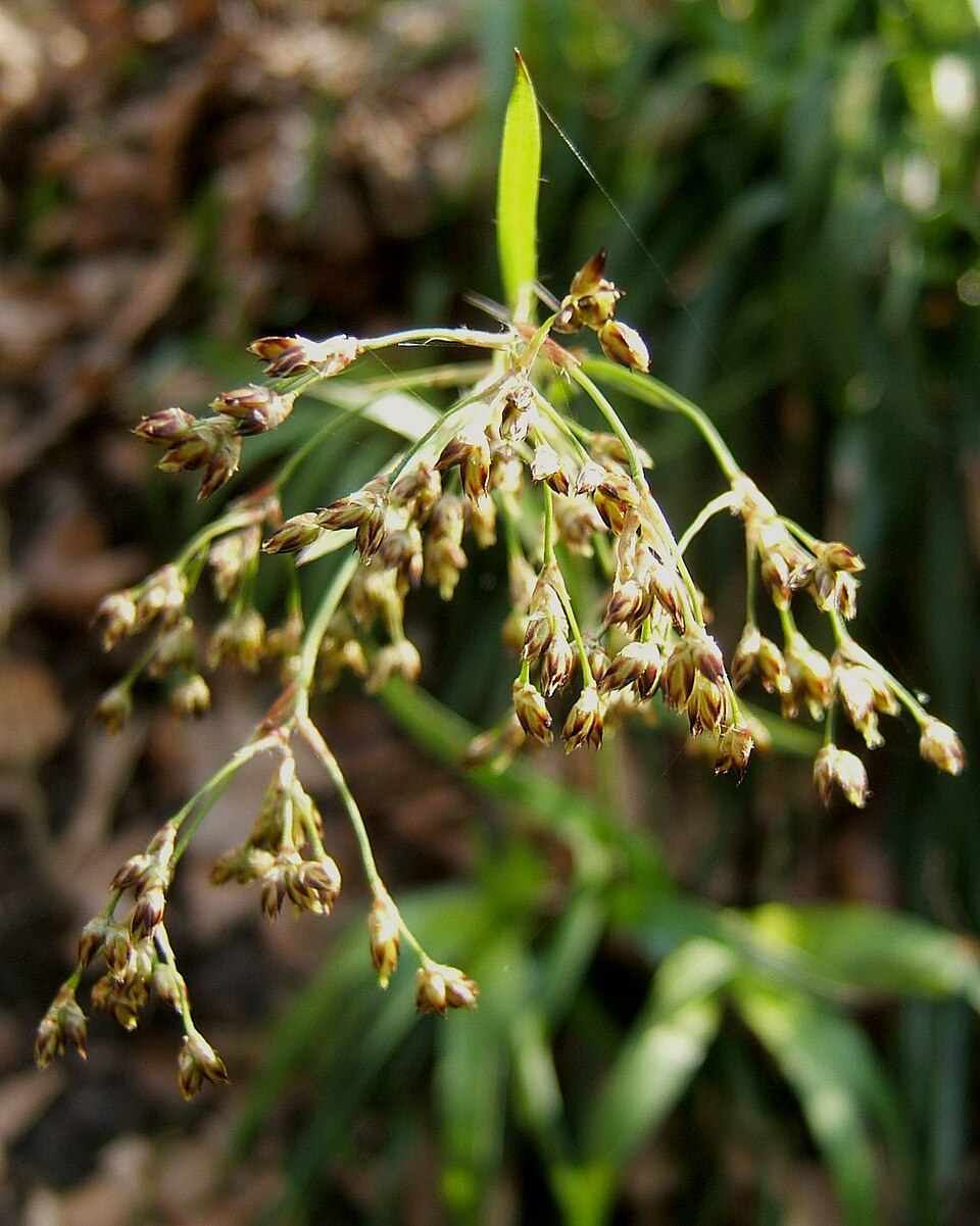 Luzula sylvatica (Great Woodrush)