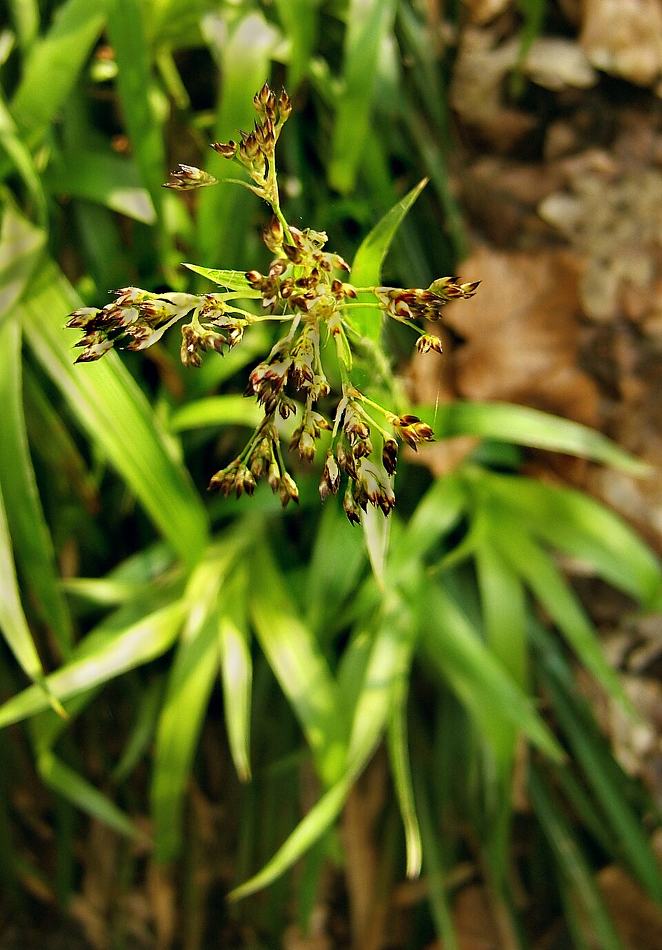 Luzula sylvatica (Great Woodrush)