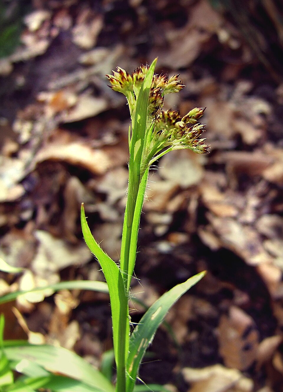Luzula sylvatica (Great Woodrush)