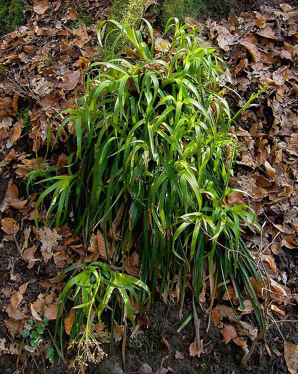 Luzula sylvatica (Great Woodrush)