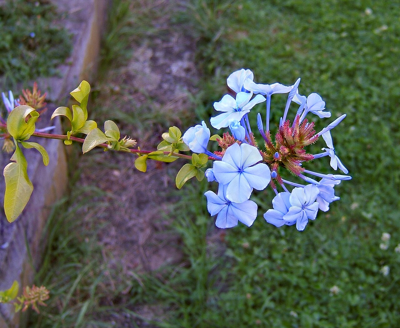 Plumbago auriculata, Cape plumbago — spreading evergreen (Plumbaginaceae) (image 3 of 10)