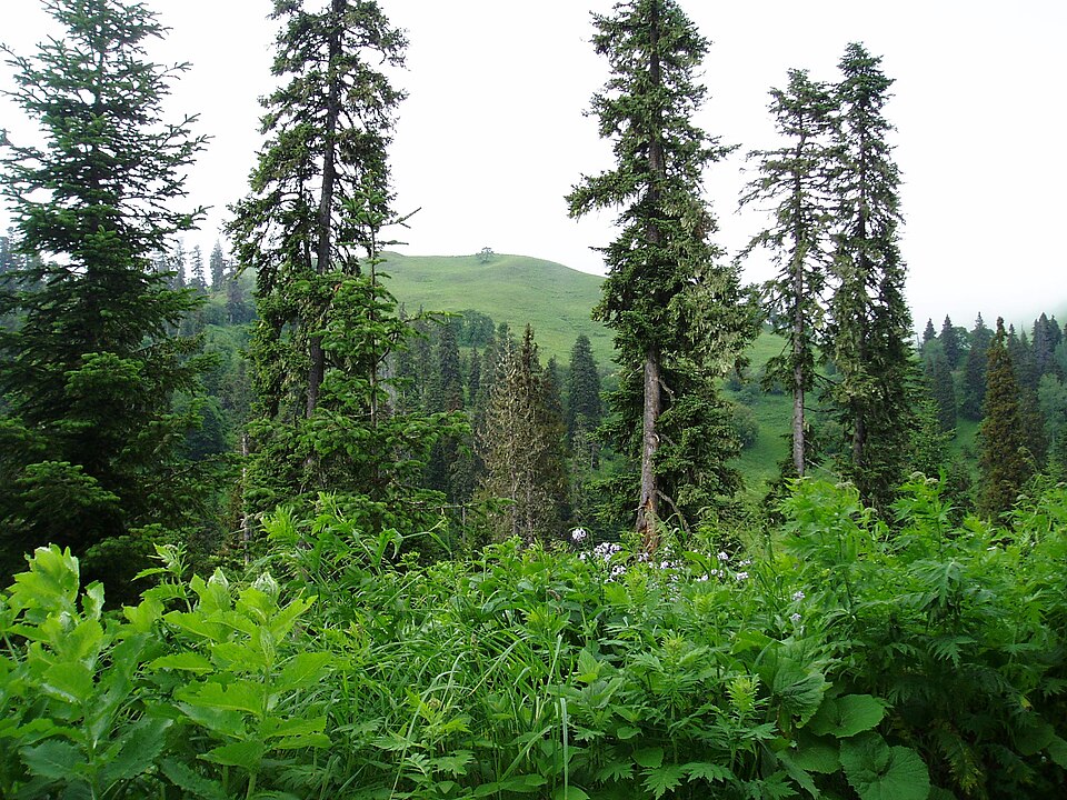 Picea orientalis (Oriental spruce) (alternate view 12)