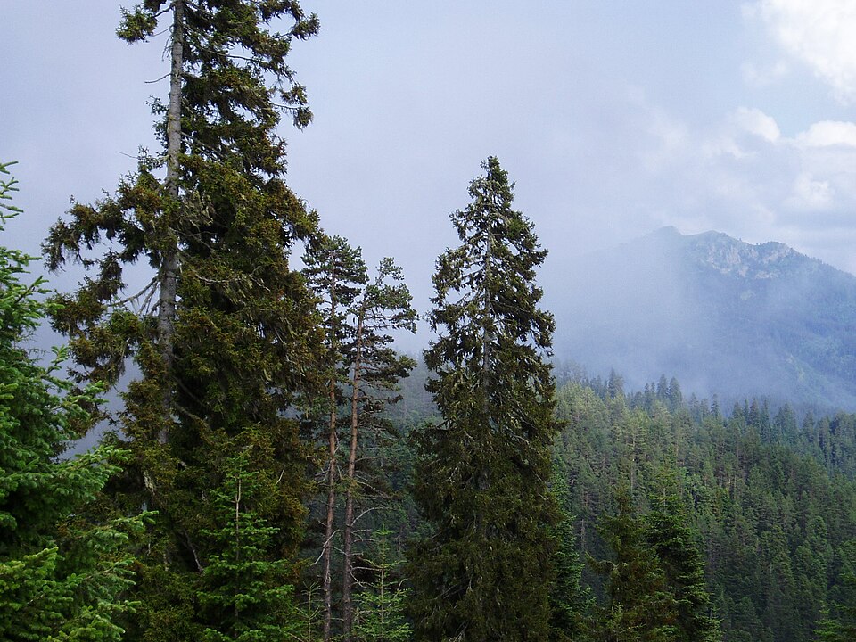 Picea orientalis (Oriental spruce) (alternate view 13)