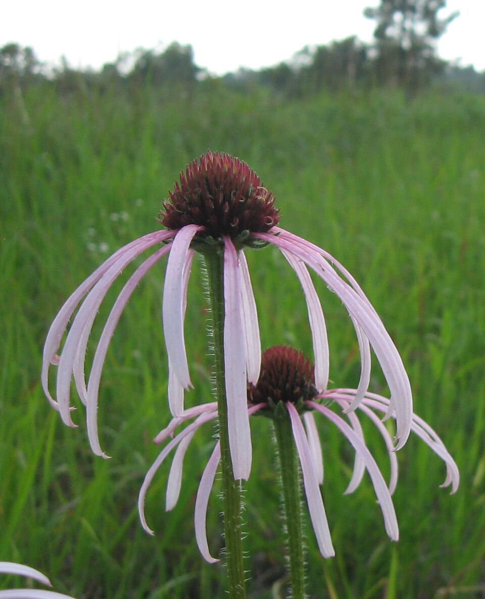 Echinacea simulata (Wavy-Leaved Purple Coneflower) (alternate view 6)