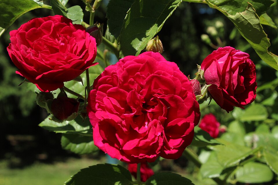 Rosa 'Chevy Chase' (alternate view 2)