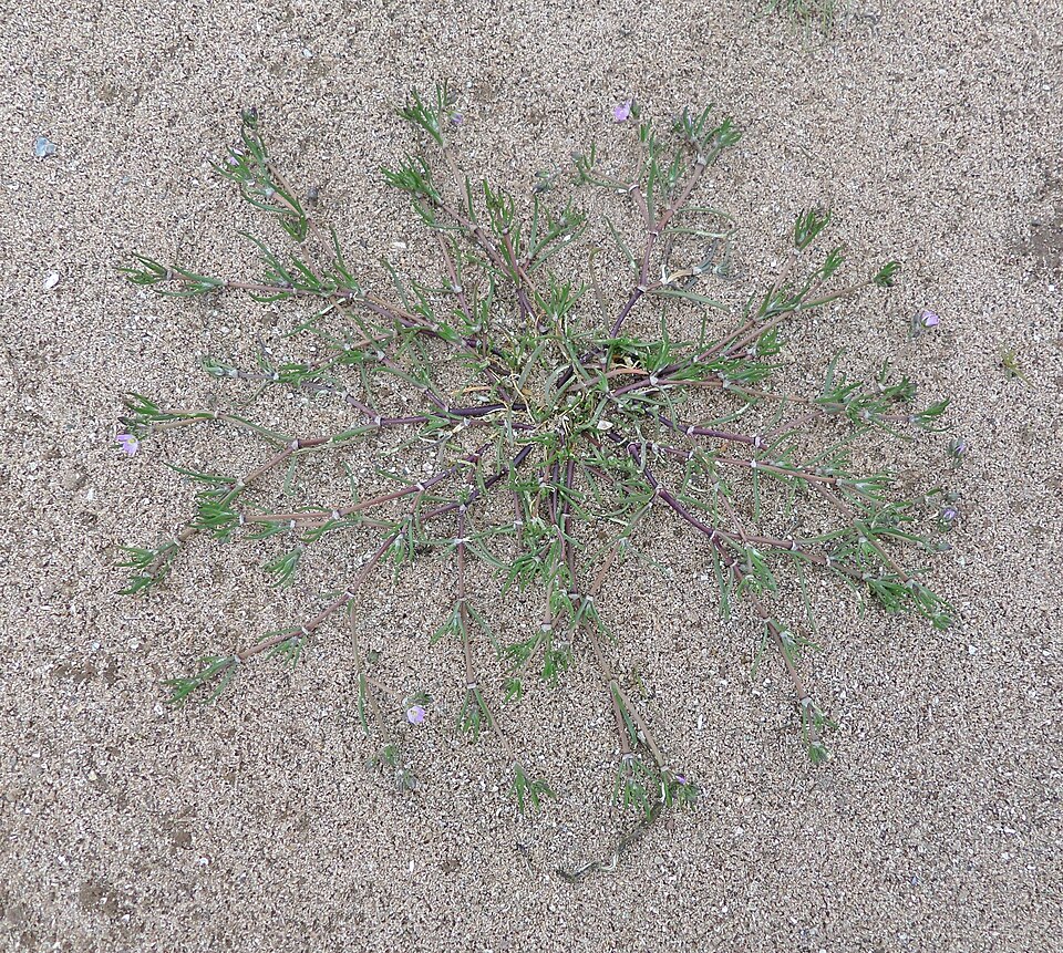 Spergularia marina (Saltmarsh Sand Spurry)